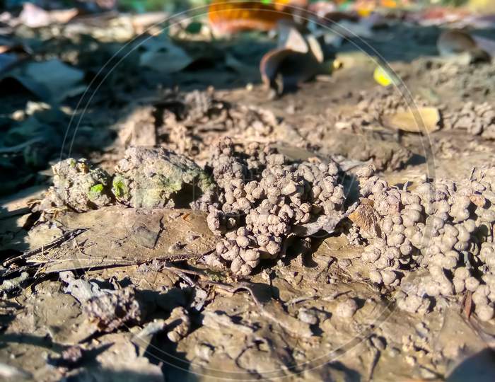 Earthworm Soil In Beautiful Sunlight Environment. Earthworm Hole.