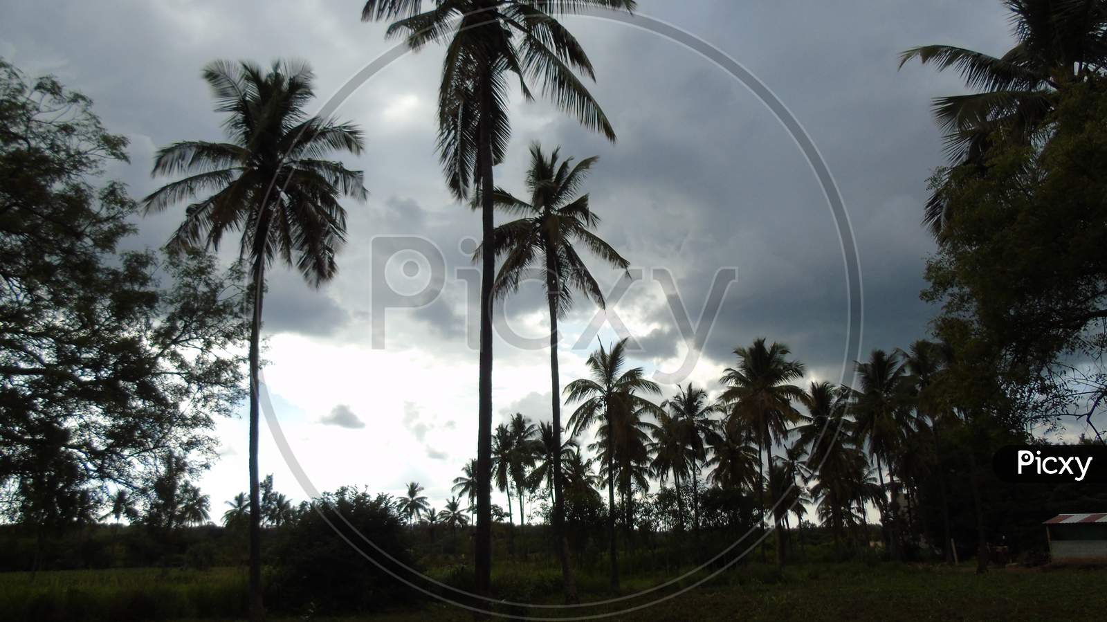 coconut tree in cloudy sky