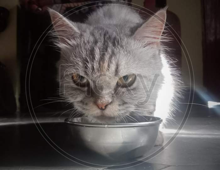 Angry cat drinking water from steel vessel