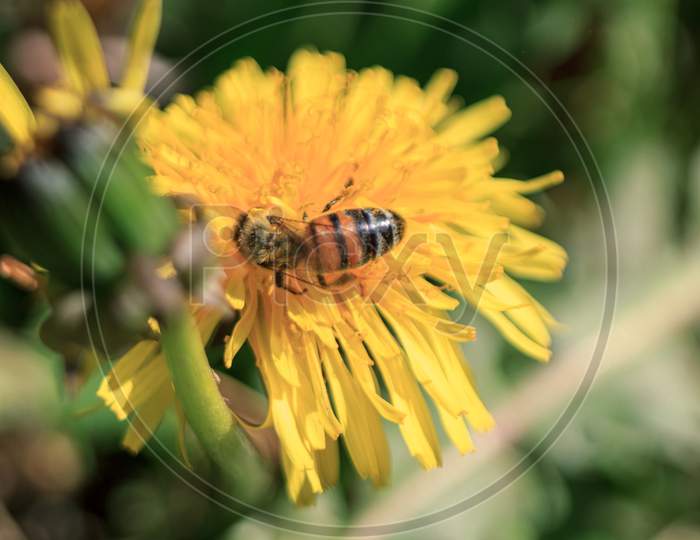 Black And Yellow Wasp In Yellow Dandelion