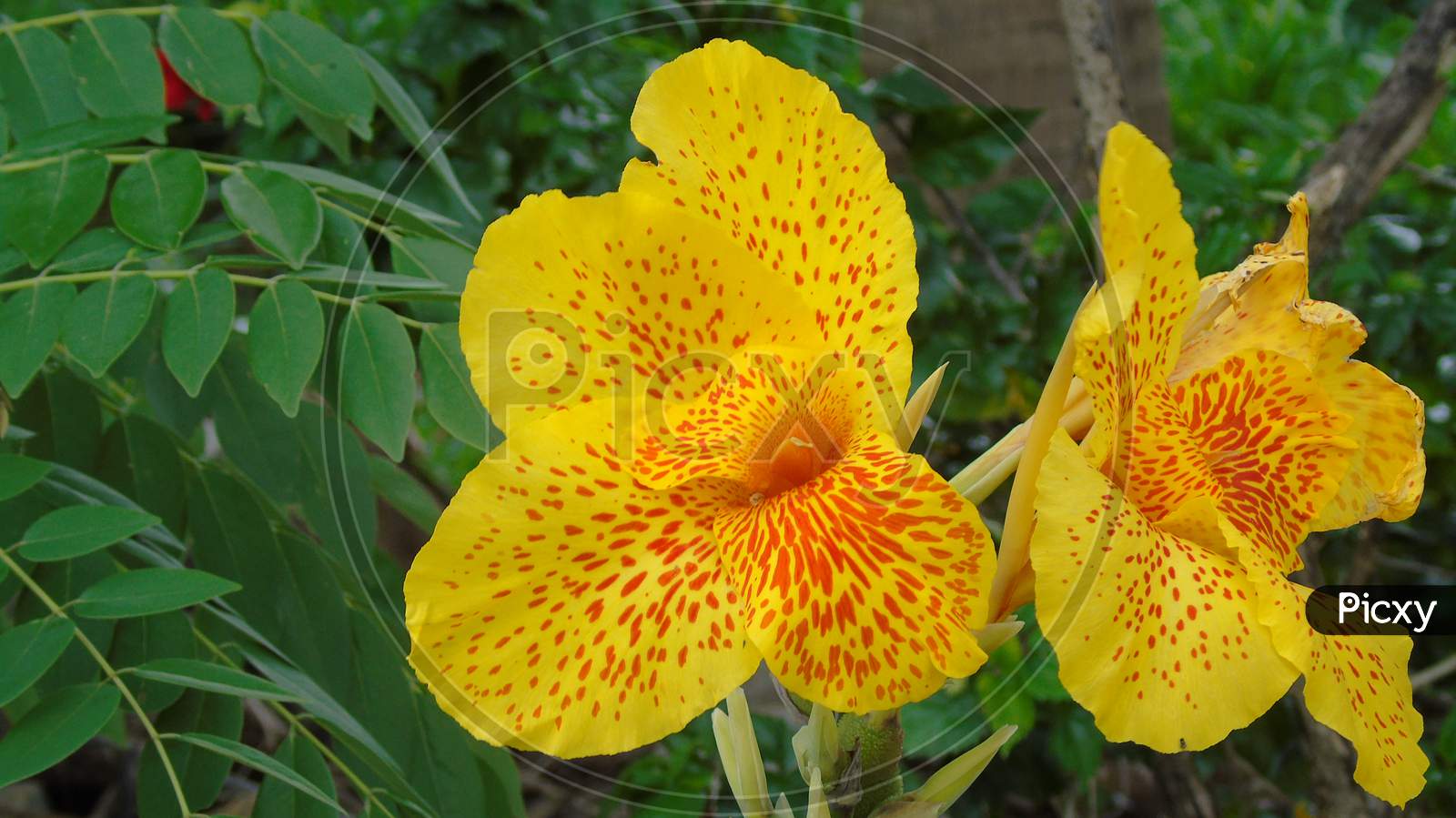 beautiful yellow canna flower in the garden