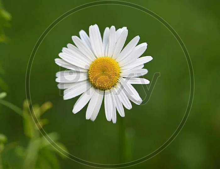 Close up view of daisy flowers