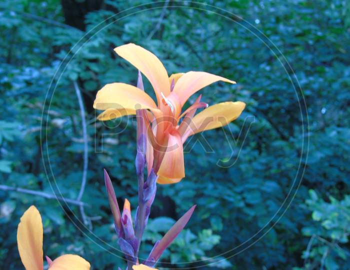 Yellow canna flower in a garden