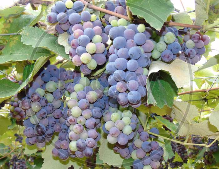 Bunch of grapes in vineyard