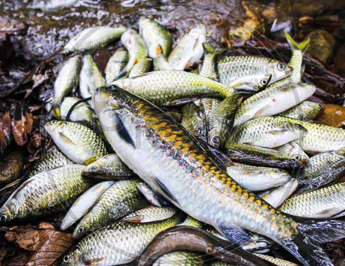 Fish are naturally safe from chemicals