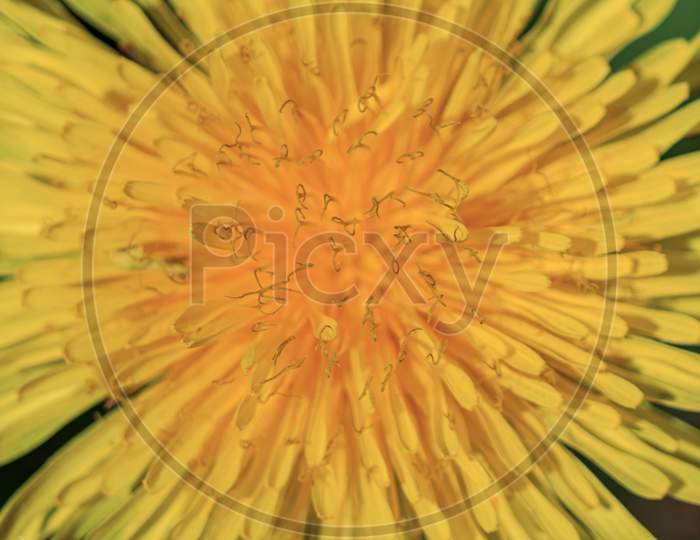Yellow Dandelion Flower Spring Plant Close Up
