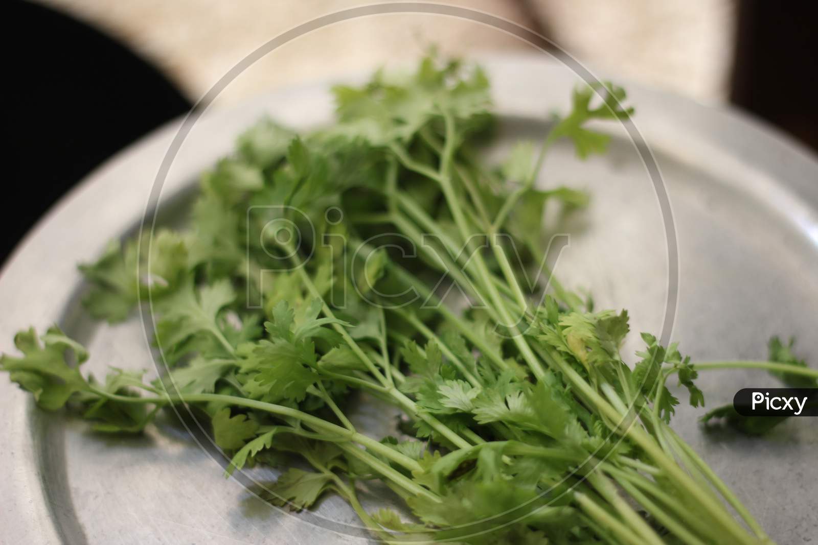 Picture of fresh Coriander leaves