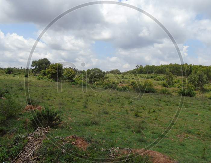 Green grass land in village