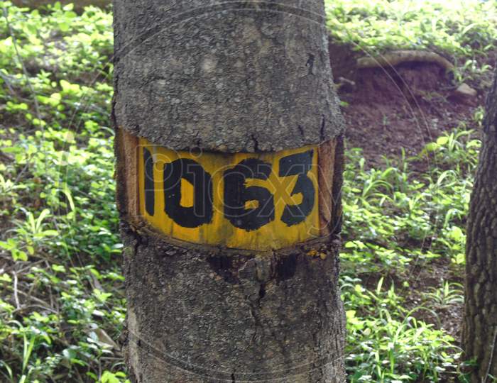 A tree with number