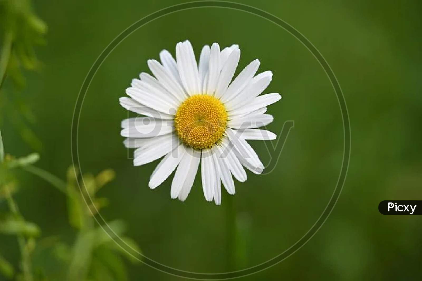 Close up view of daisy flowers