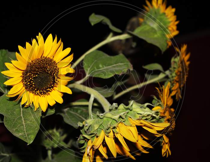 Sunflower In Black Background.