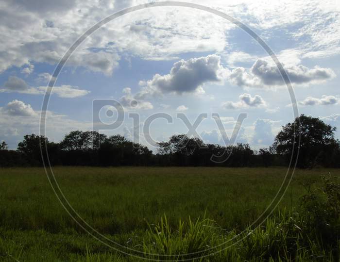 Green grass land on road side in village