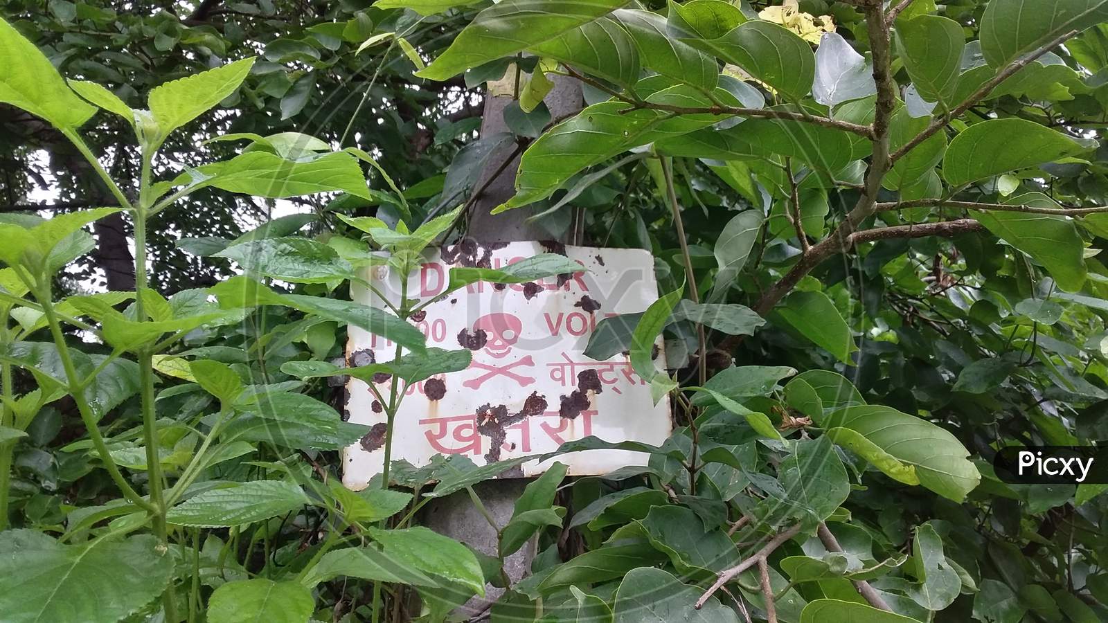 danger symbol board in jungle