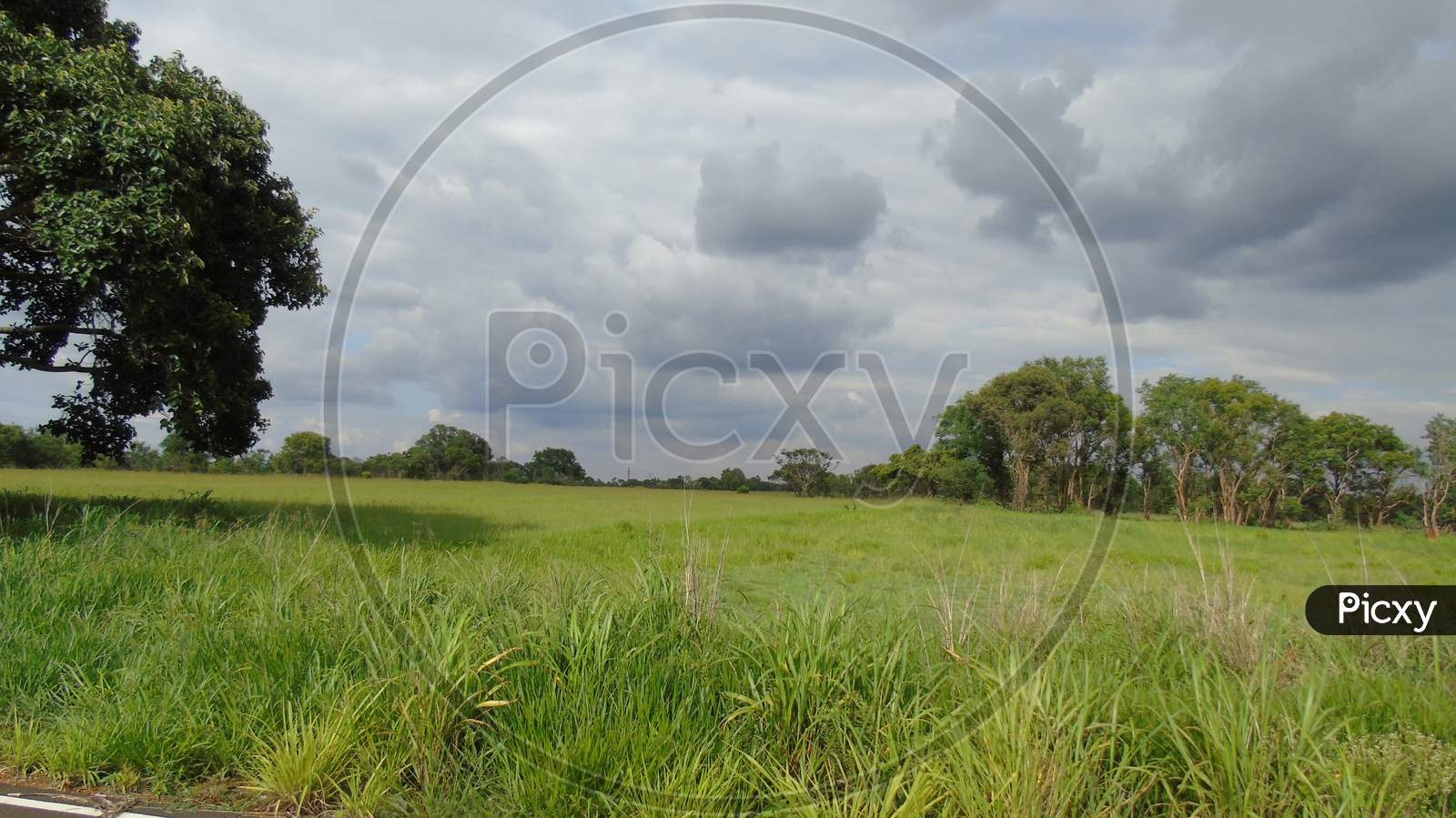Green grass land on road side in village