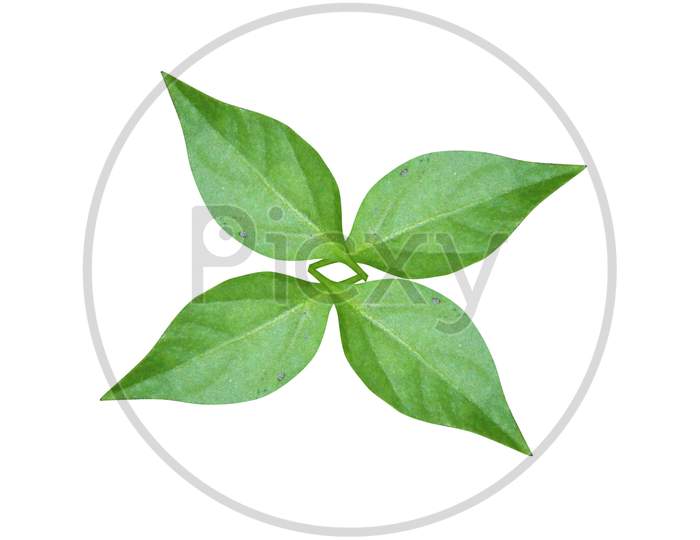 pepper small tree leaf