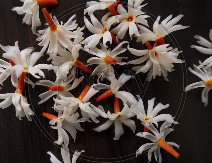 Parijat (Night Jasmine) Flower Laying On Wooden Background