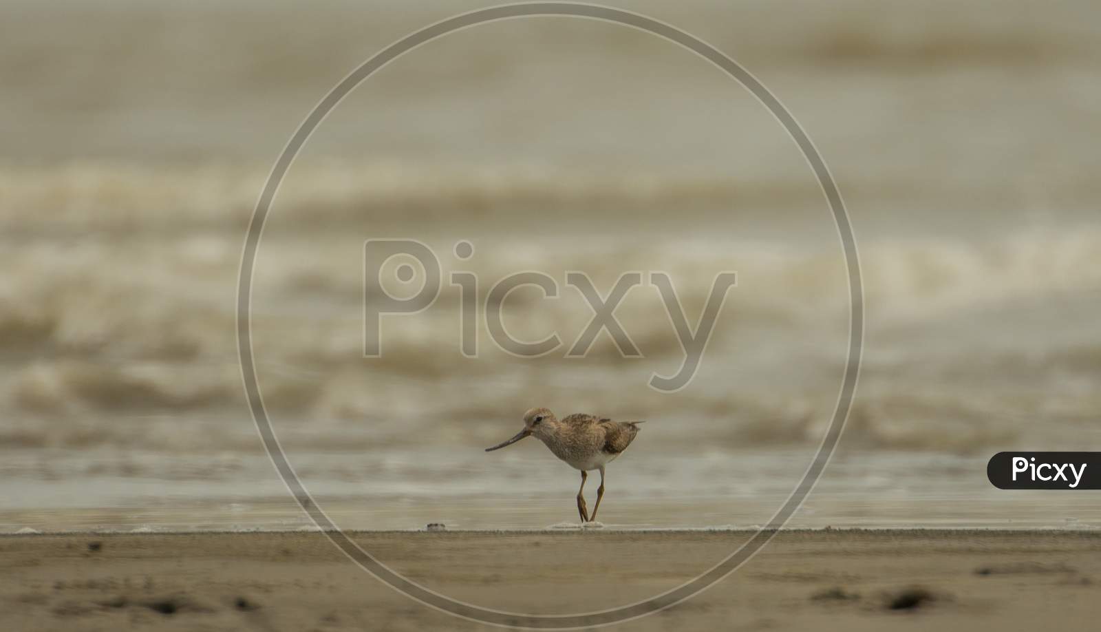 A Wild Bird Searching Food On The Seashore At The Golden Light .