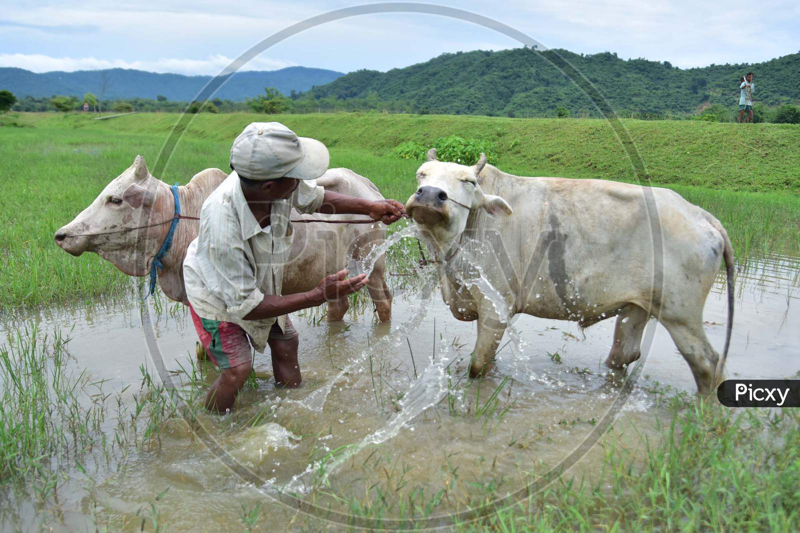 A farmer cleans his cattle after he plowed his field for paddy plantation at a village in Nagaon, Assam on July 11, 2020