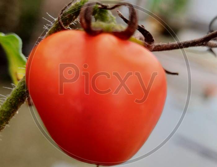 Red tomato with the stem and the plant