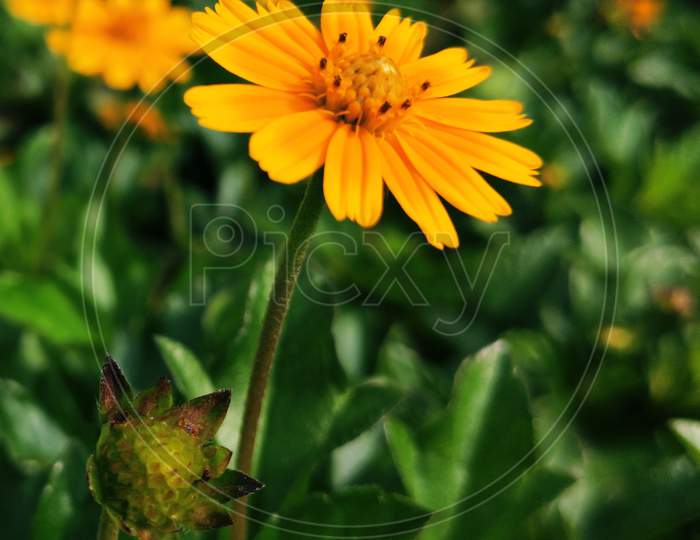 A yellow flower in the garden.