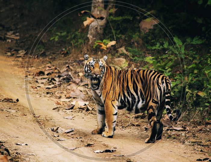 Indian Tigress taking a walk through forest.