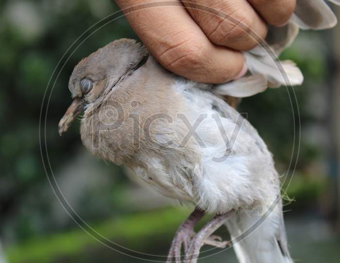 Dove bird on hand