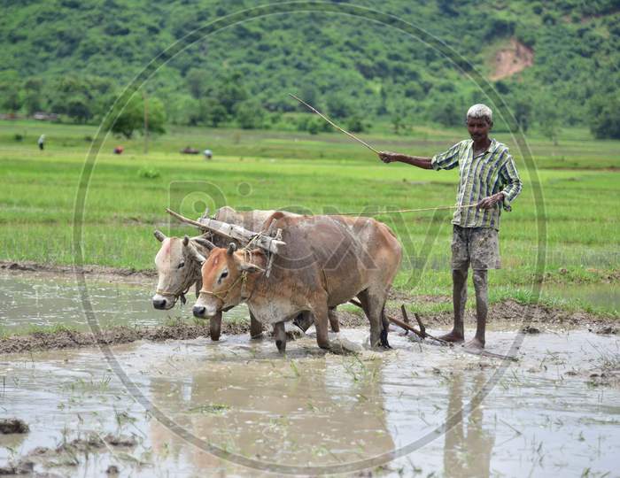 A farmer plows his field for paddy plantation at a village in Nagaon, Assam on July 11, 2020
