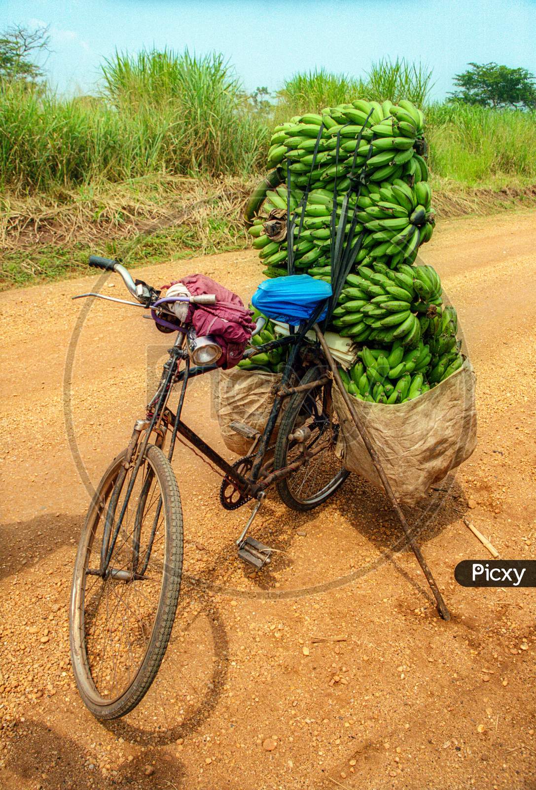 green banana on bicycle