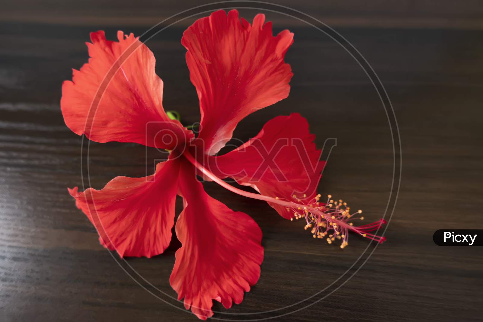 Red Daasaval (Hibiscus) Flower On Wood Background