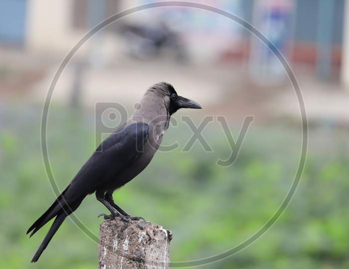 A House Crow , Bird