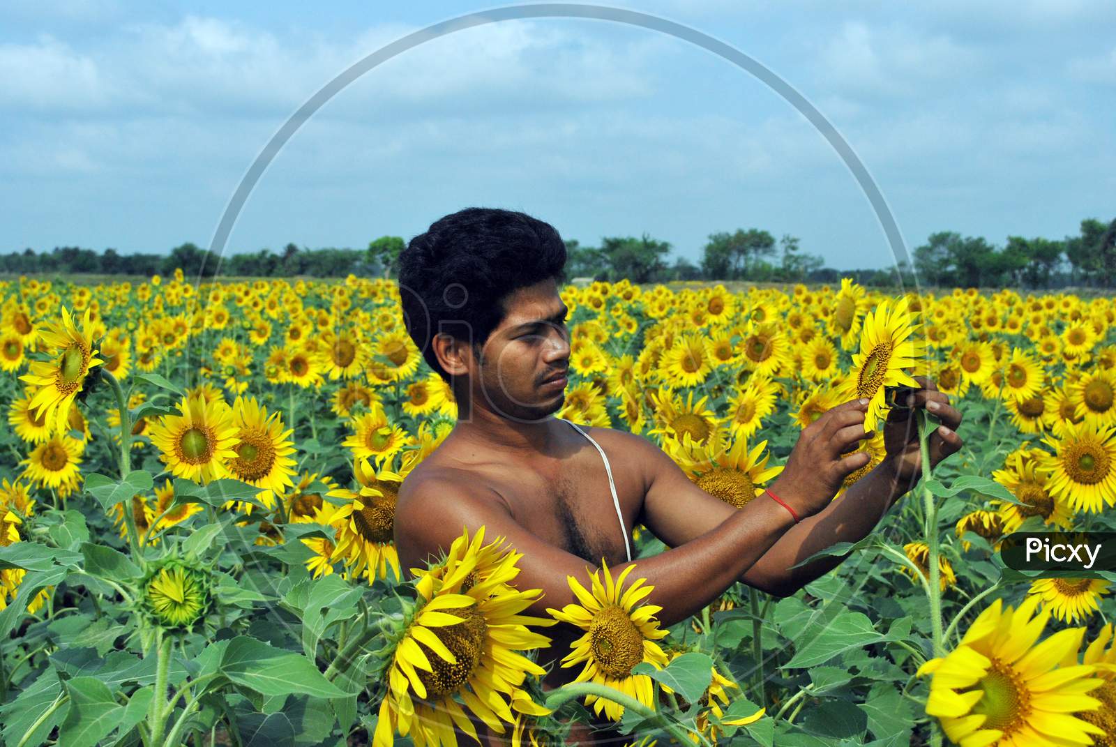 sun flower field at south 24 pargana west bengal india