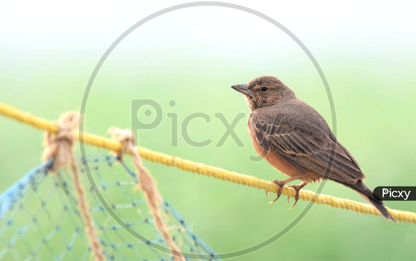 Rufous-Tailed Lark Sitting On A Rope