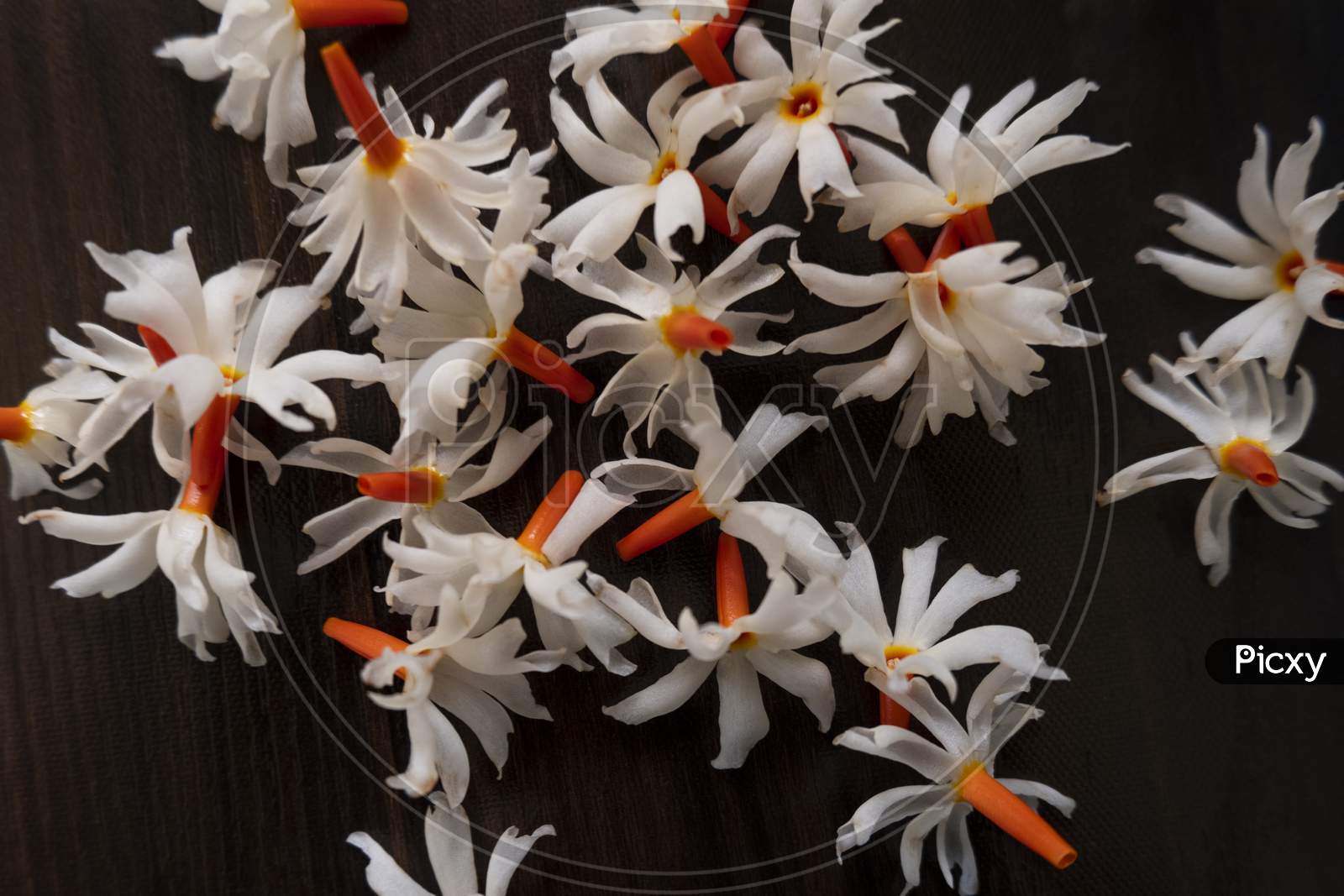 Shiuli phool Parijat or NghtFlowering Jasmine Hybrid Flower