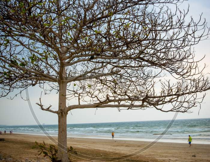 A big and beautiful tree beside the sea beach and the Arabian ocean.