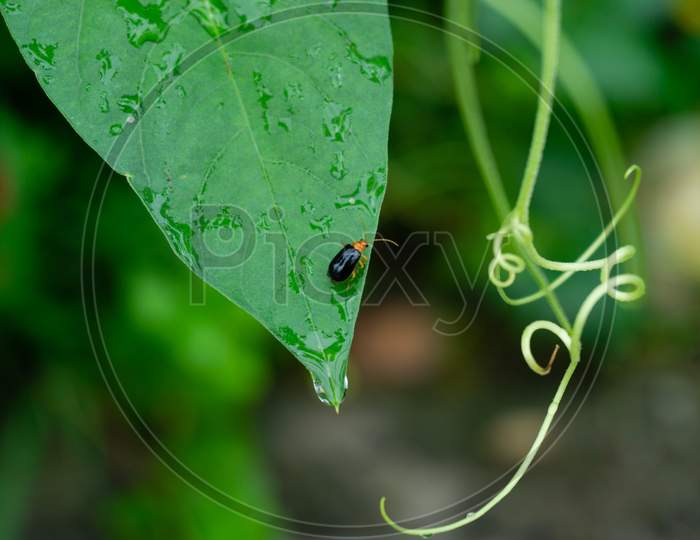 INSECT SITTING ON LEAF WITH WATER DROPLETS