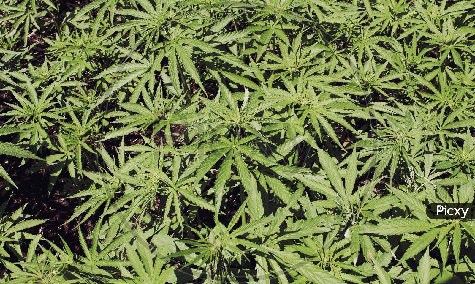 A Green Field Of Cannabis Plants.