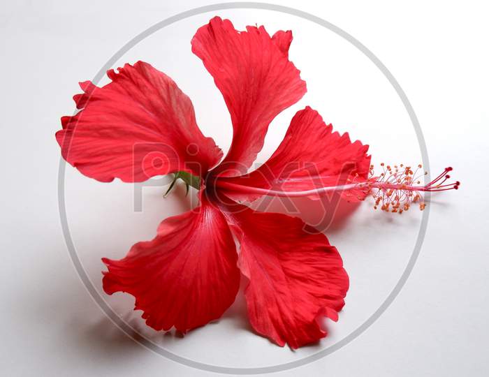 Red Hibiscus Flower On White Background