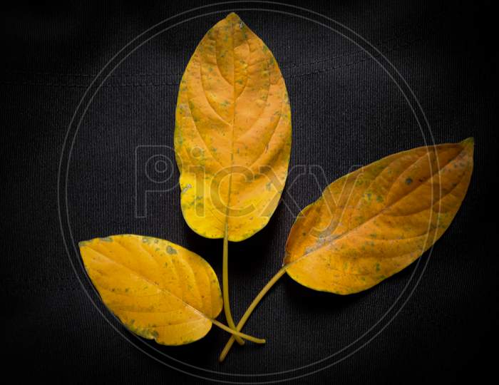 beautiful yellow leafs in black background with selective focus