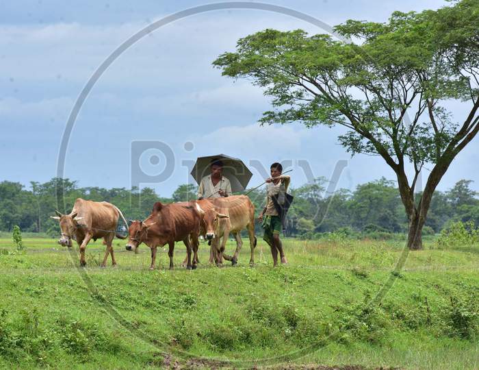 Farmer return with their cattle after plowing the field to plant paddy saplings in Nagaon, Assam on July 11, 2020