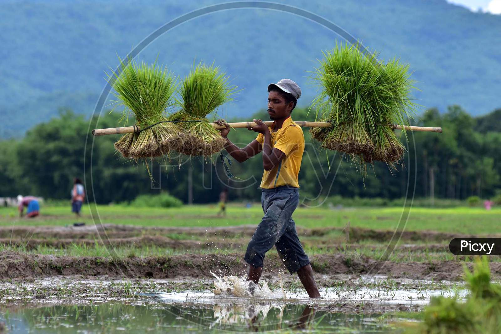 A farmer carries a bunch of paddy saplings in a field at a village on Nagaon, Assam on July 11, 2020