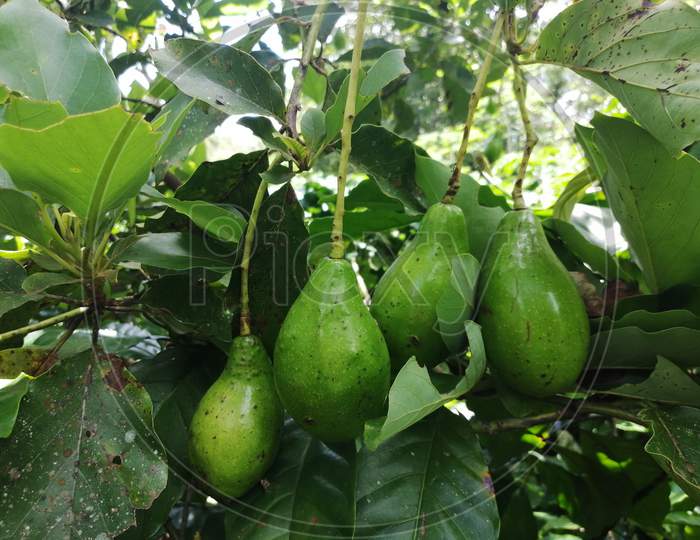 Butter Fruit Also Called As Avocado In Groups On Tree