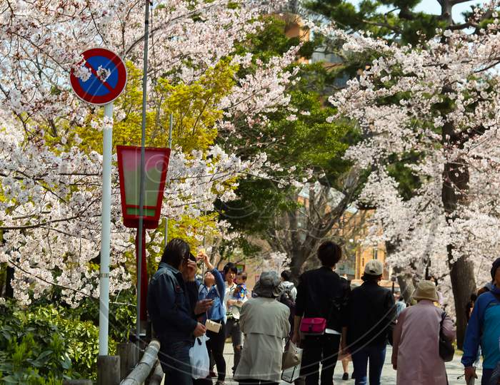 people walking cherry flower garden in japan