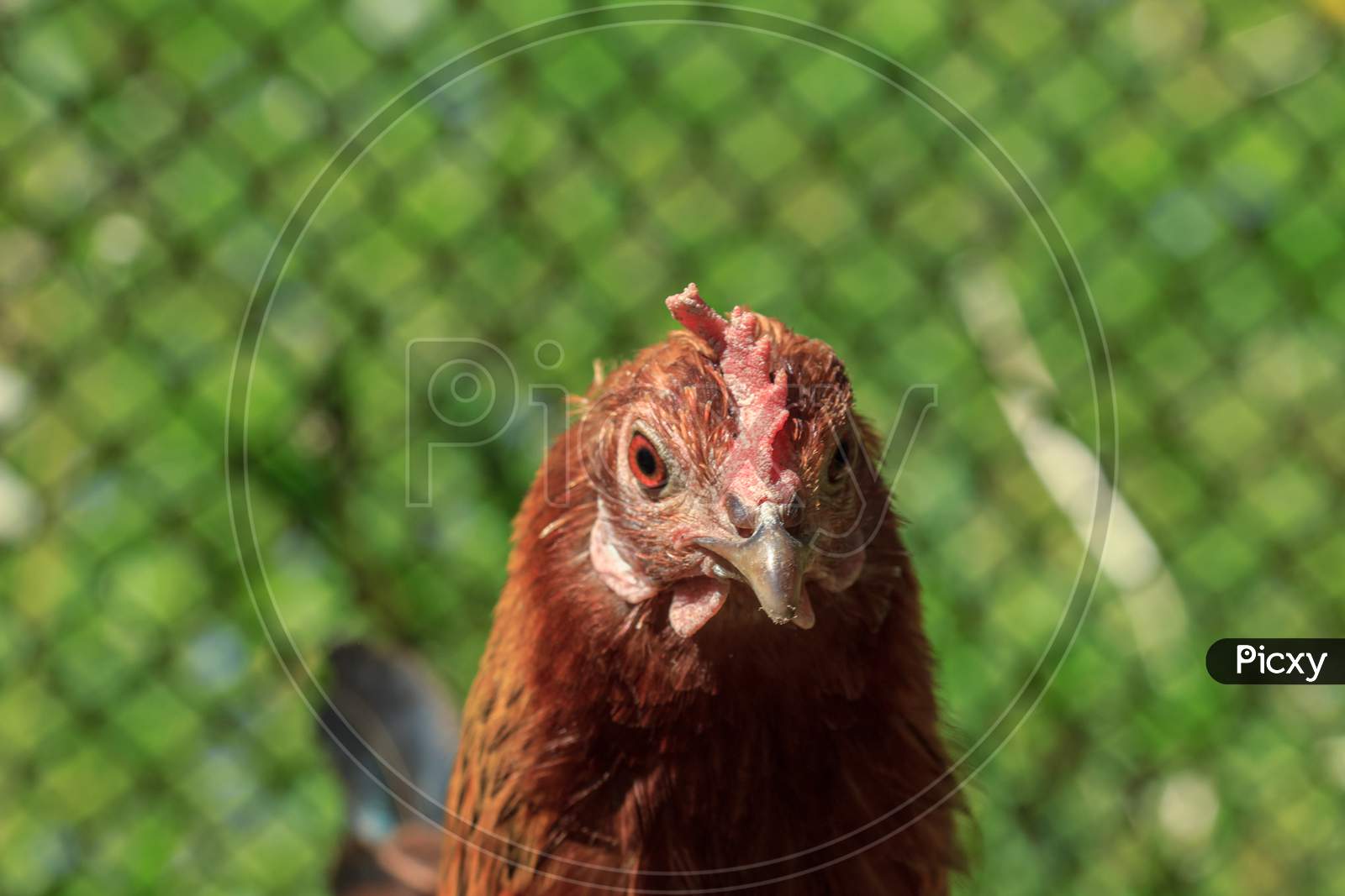 Farm Brown Chicken Head Portrait Picture