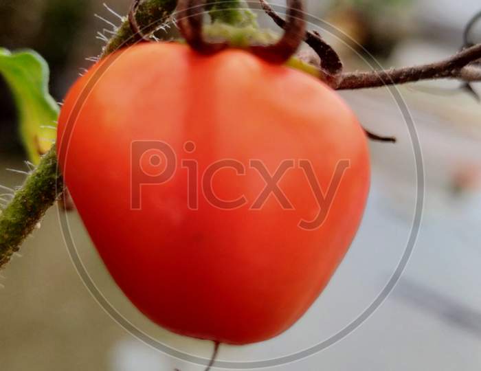 Tomato looking red