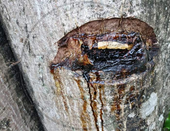 Resin Or Latex Dripping Out Of Tree Trunk Which Was Been Cut