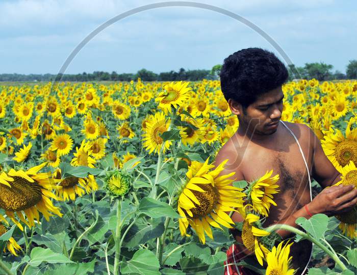 sun flower farmer at rural west benga