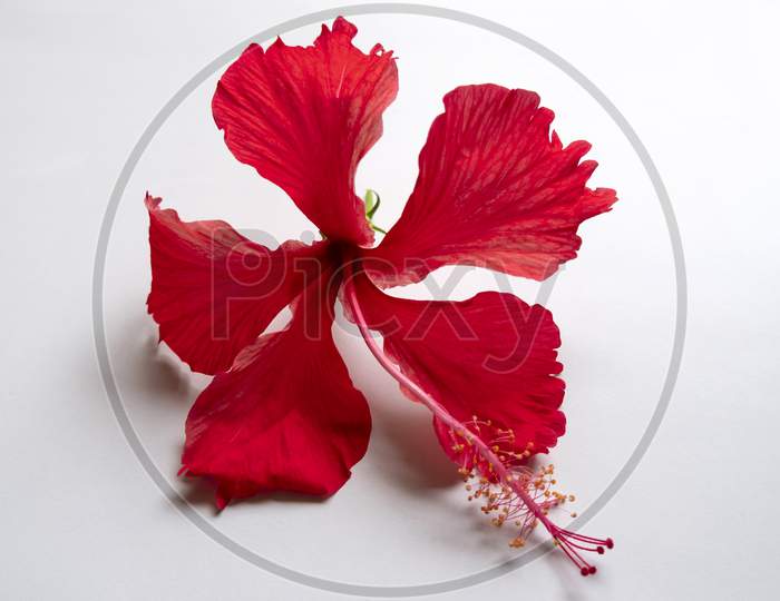 Front View Of Red Hibiscus Flower On White Background