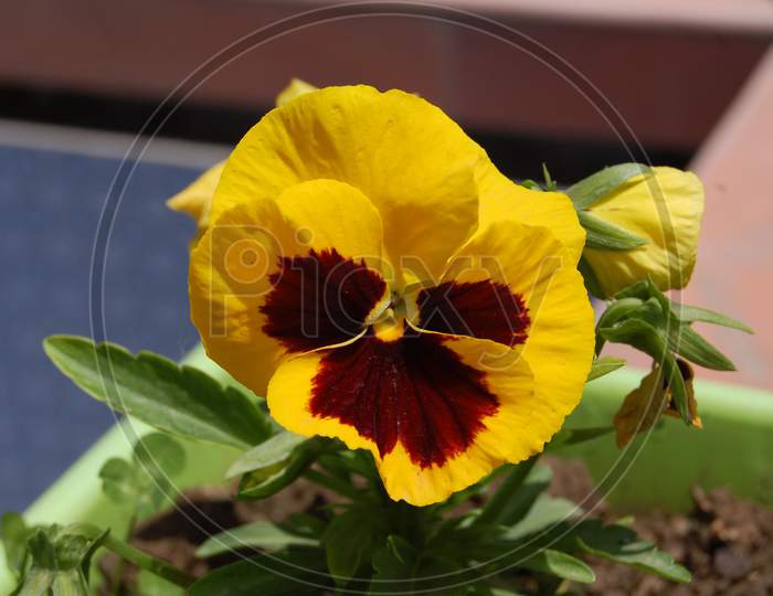 Yellow Viola or Pansy