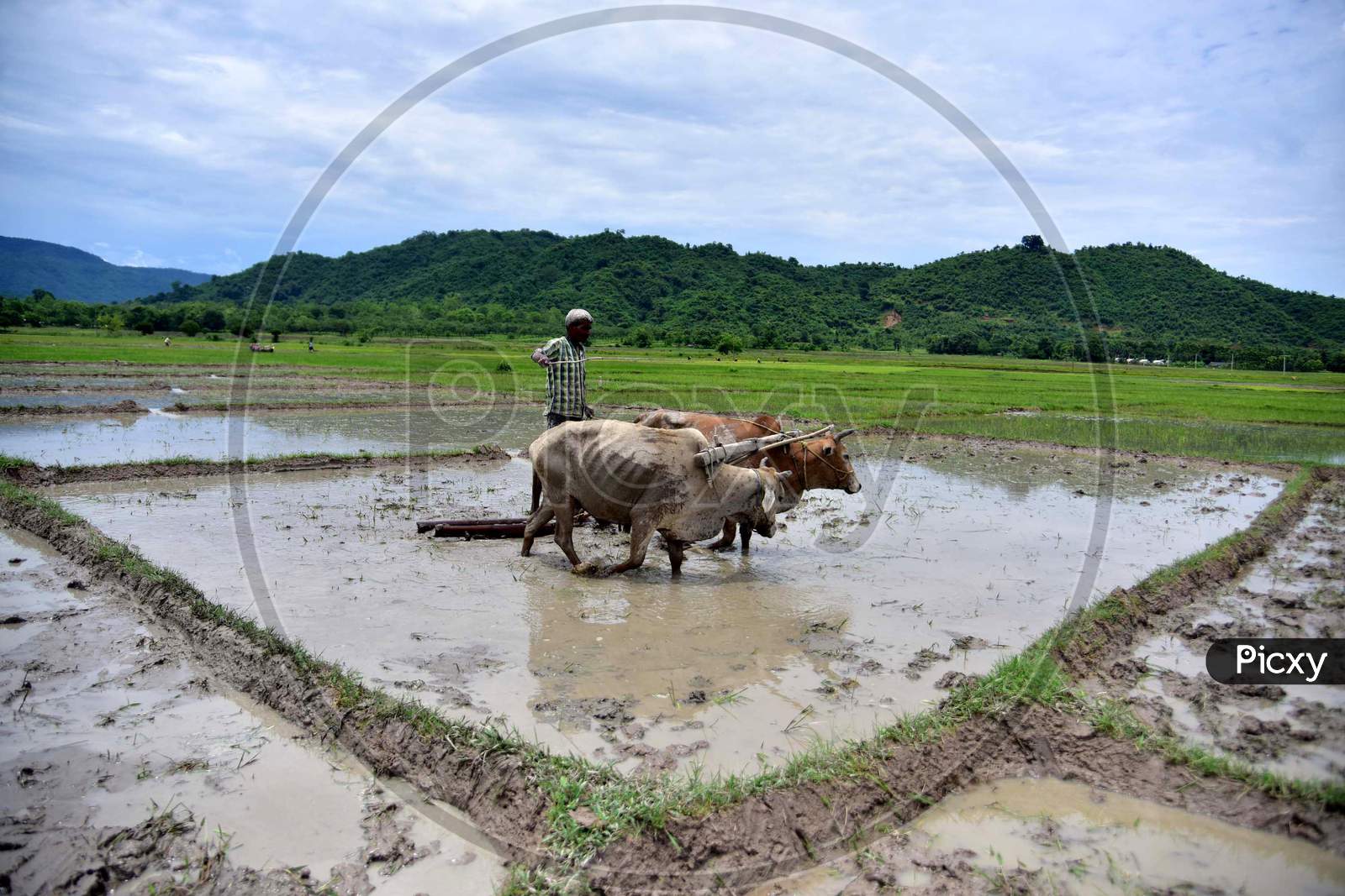 A farmer plows his field for paddy plantation at a village in Nagaon, Assam on July 11, 2020