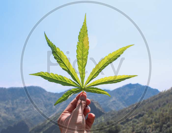 Human Hand Holding A Cannabis Leaf In Front Of A Beautiful View Of Mountains.